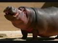 Broody Hippo Wmv