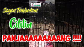 Download lagu Sogon Tembakan panjang Cililin mp3