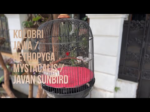 Nektárovka jávska (Aethopyga mystacalis) — správanie, biotop a hlas
