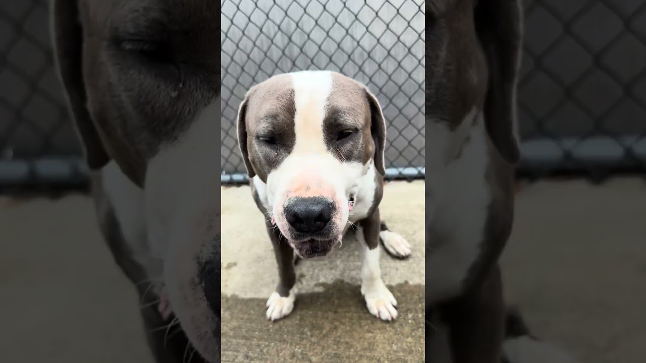 Enzo video preview