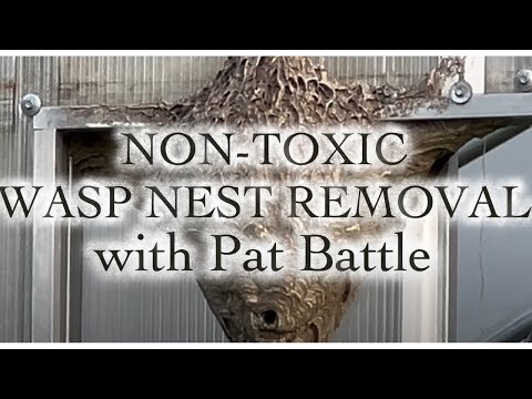 Safe & Eco-Friendly Wasp Nest Removal Methods