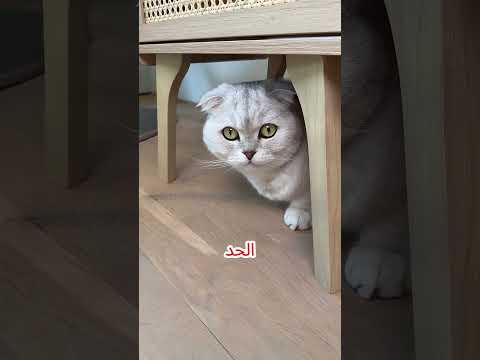 لماذا أراد القط إيقاف المكنسة الكهربائية؟ 😂🧹 #shortvideo