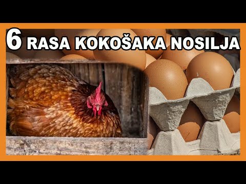 , title : '6 rasa kokošaka nosilja - najbolje koke nosilje'