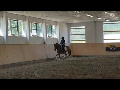 3 jähriger Wallach v. Danny Gold