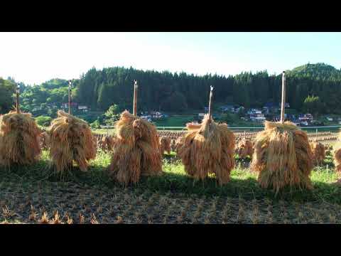 ドローン空撮映像　大蕨の棚田　玉虫沼　安国寺