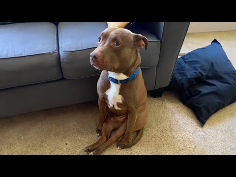 Des chiens pitbull rigolos pour vous remonter le moral
