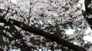 preview picture of video 'Cherry Blossoms at Anapji Pond in Gyeongju'