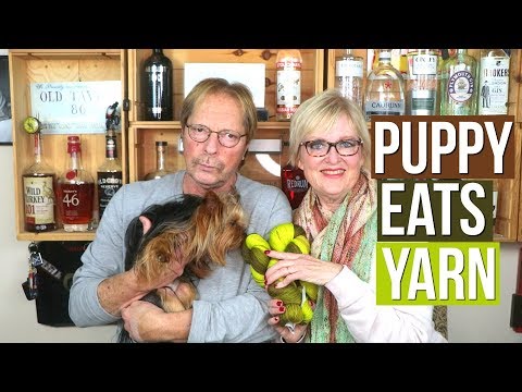 Knit Style Podcast 244--Puppy Eats Yarn