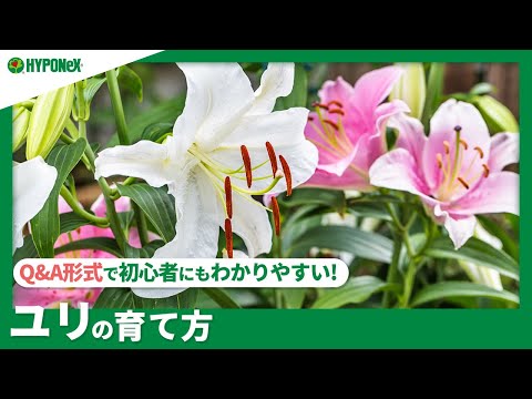 トキユリ、パイナップルユリ 植物