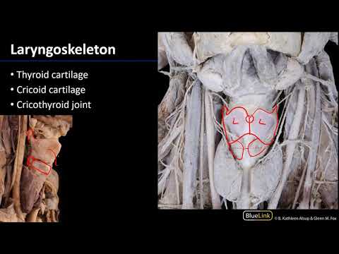 Larynx, Pharynx and CST - Laryngeal Cartilages