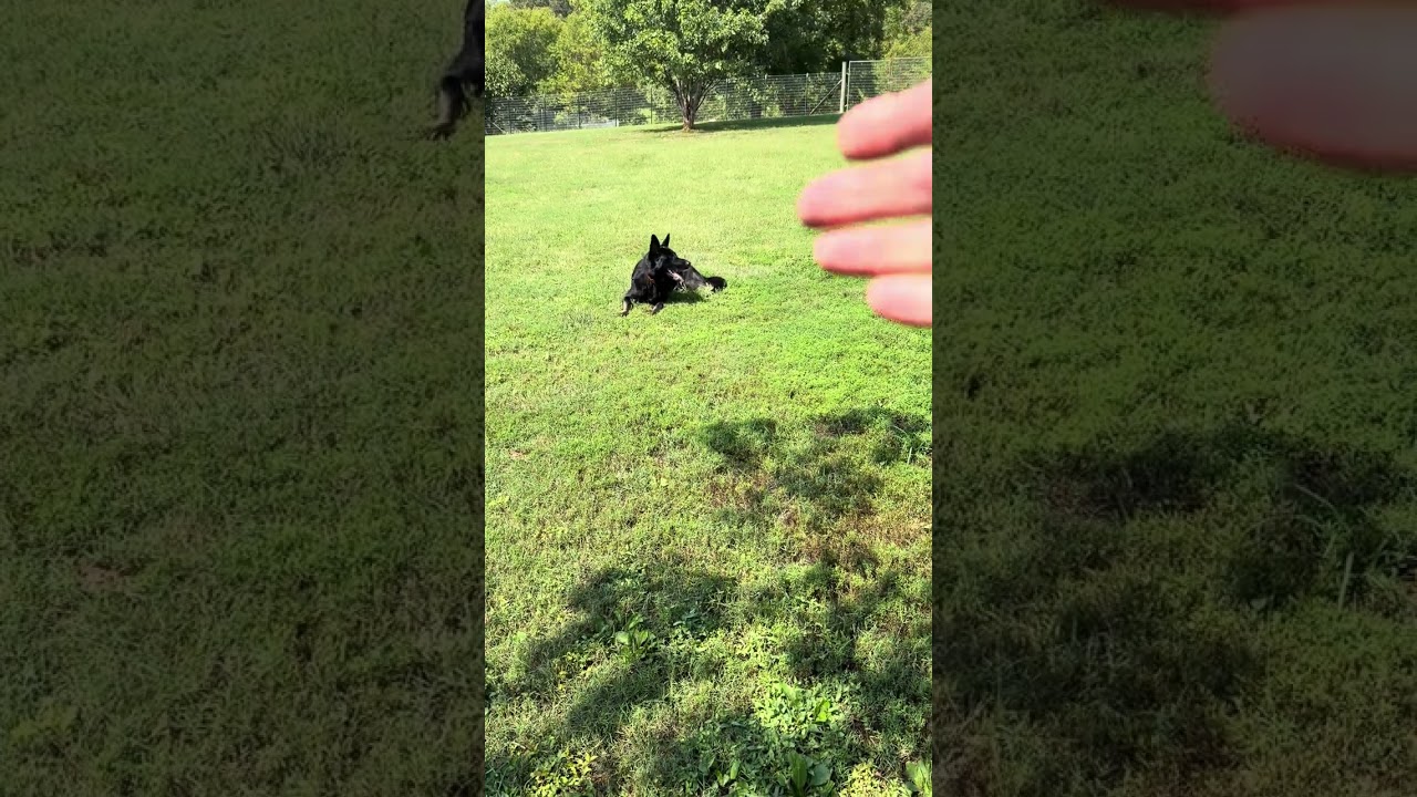 Enlarge Miles (10mo), a Adopted German Shepherd Dog in Greeneville, TN video 6/6