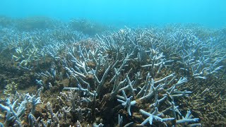 [又來！ 澎湖 EP.1. ] 2022 8月 Day 1 繡球花