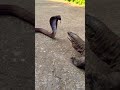 Snake Vs Komodo Dragon Shorts Ytshorts Snakelover