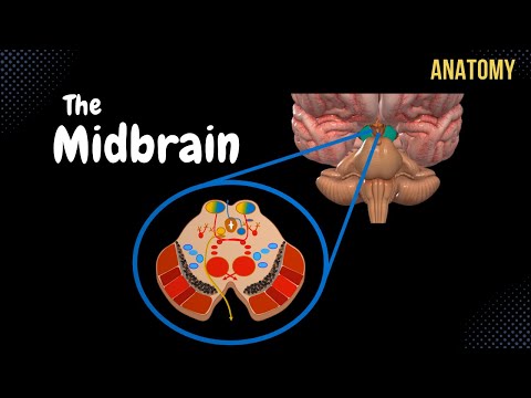 Mesencephalon (Midbrain) - External & Internal structures + QUIZ | Anatomy