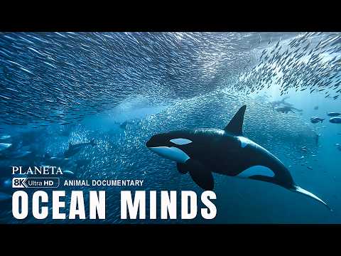 Smartest Ocean Animals
