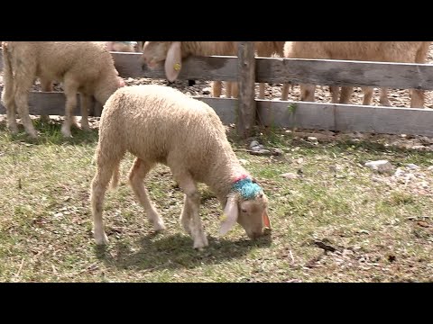 Schafbad läutet Almsommer ein