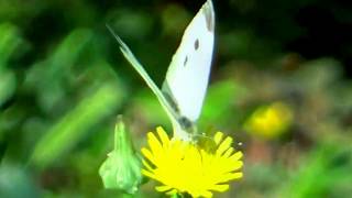 Mark Knopfler &amp; Chet Atkins, Poor Boy Blues