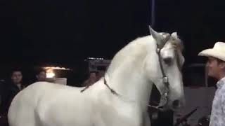 Caballo bailando porro