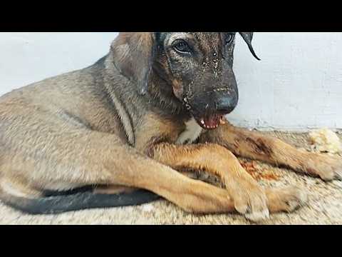 Puppy's Broken Jaw: Can They Eat Without Surgery?