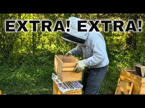 Safely Combining 2 Hives of Bees