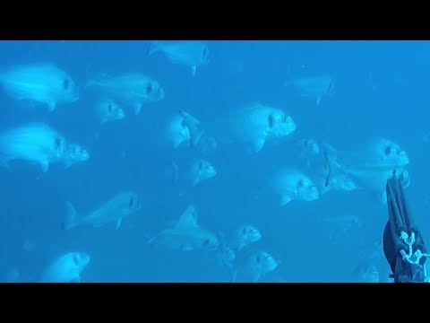 download lagu mp3 mp4 Dorado Fish Spain, download lagu Dorado Fish Spain gratis, unduh video klip Dorado Fish Spain