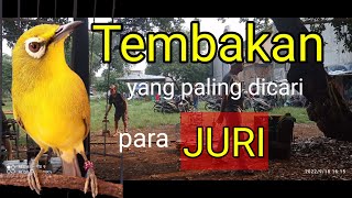 Download lagu masteran pleci G12 PCMI | MASTERAN PLECI TEMBAKAN panjang bren ciblek | masteran pleci rcomended mp3