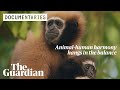 Guardians of the Gibbons: can India save its only ape species from extinction? DEFAULT Thumbnail