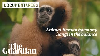 Guardians of the Gibbons: can India save its only ape species from extinction? MQDEFAULT Thumbnail