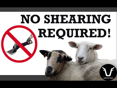 , title : 'CREATING A NEW BREED OF SHEEP | VLOG 39: Exlana sheep / How to use a vet consultant'