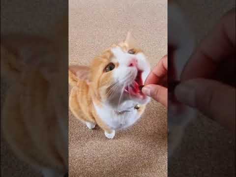 Have you ever heard a cat swallow? *sound up*