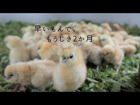 【あっという間！】烏骨鶏の雛、もうじき2か月になります