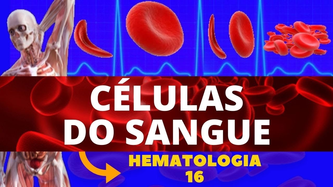CÉLULAS DO SANGUE E SUAS FUNÇÕES (COMPOSIÇÃO SANGUÍNEA) - HEMATOLOGIA
