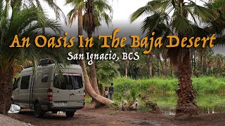 Birthday Camping In A Desert Oasis in Baja California // San Ignacio, BCS