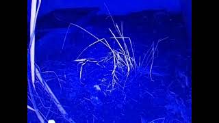 ダルマガエル観察ライブ20250916