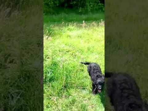 Batson's Happy Dogs video.