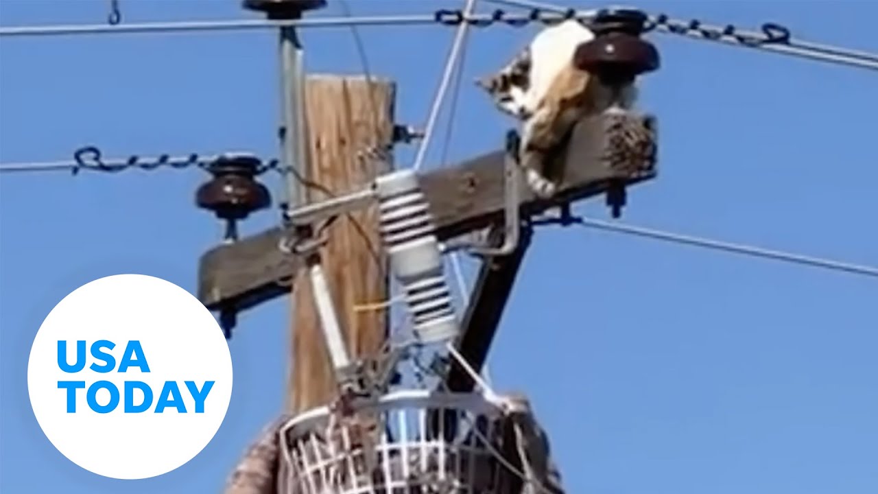 Correct Samaritans rescue stray cat with a drone | USA TODAY thumbnail