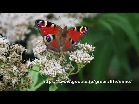 フジバカマに来たチョウ Fragrant Eupatorium attract butterflies