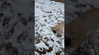 Anatolian Shepherd Puppies Videos