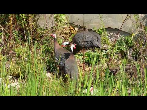 Numida meleagris — Birds of Croatia
