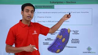 Class 11th - Eukaryotes – Nucleus | Cell: The unit of Life | Tutorials Point