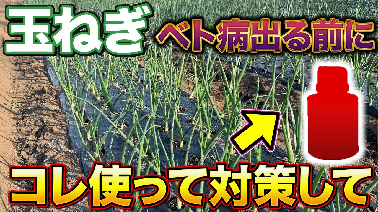 【コレで安心】玉ねぎ栽培で今年でやすいベト病は農家も使う〇〇で対策できます