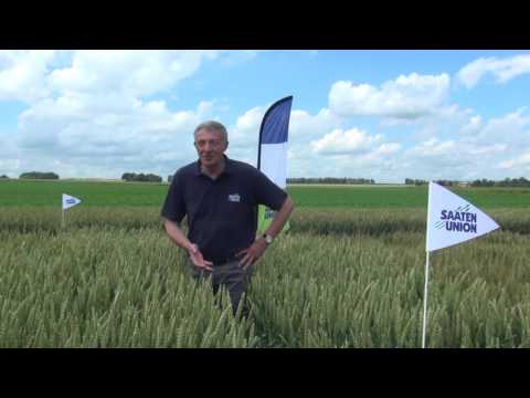 Saaten-Union: Présentation du SUR 260-25, un grand blé d’avenir