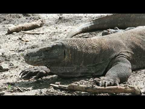 1000 dollarë për të hyrë në ishullin Komodo-Top-Channel-Albania