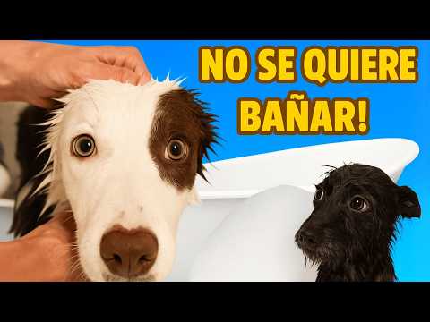 💦 We bathed Mel for the first time in a DOG WASHING MACHINE. He didn't want to go in!