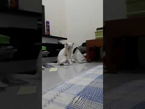 The troublemaker cats, screw your house completely || kitten fighter