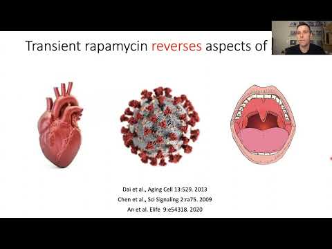 Rapamycin is the gold standard for longevity interventions