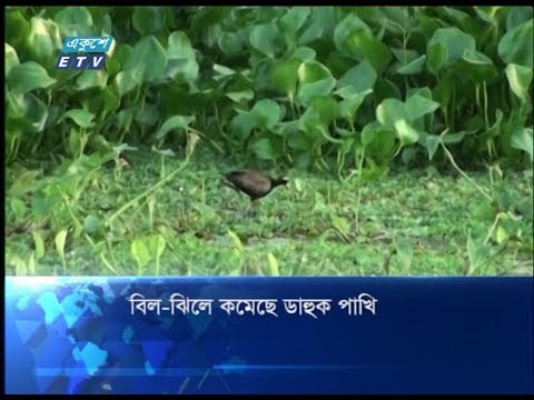 বিল-ঝিলে কমেছে ডাহুক পাখি