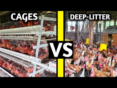, title : 'Battery Cage VS Deep Litter System | WHICH IS BETTER?'