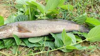 He go to field catch big fish to cooking look delicious yummy