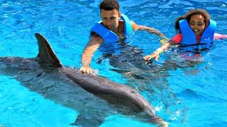 Dolphin cards Hi friends This was a super awesome experience with these Dolphinsi really liked them and the cool things they can dowe all had the best time